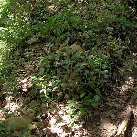 Tienda De Campana En Ecoaldea Vegana Espiral En Plena Naturaleza Con Comida Y Cena Incluida Passos